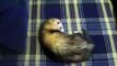 Fretka Fretki Ferret Ferrets Nathan the ferret