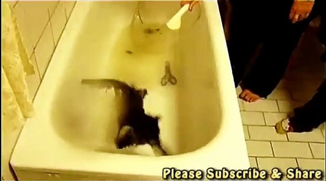 funny cats - cats falling into bathtub - Very FUNNY !!! video film footage -copypasteads.com
