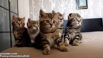 Funny Cats Choir _ Dancing Chorus Line of Kittens-copypasteads.com