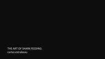 The Art of Shark Feeding | Bull Sharks Playa del Carmen | Pelagic Life