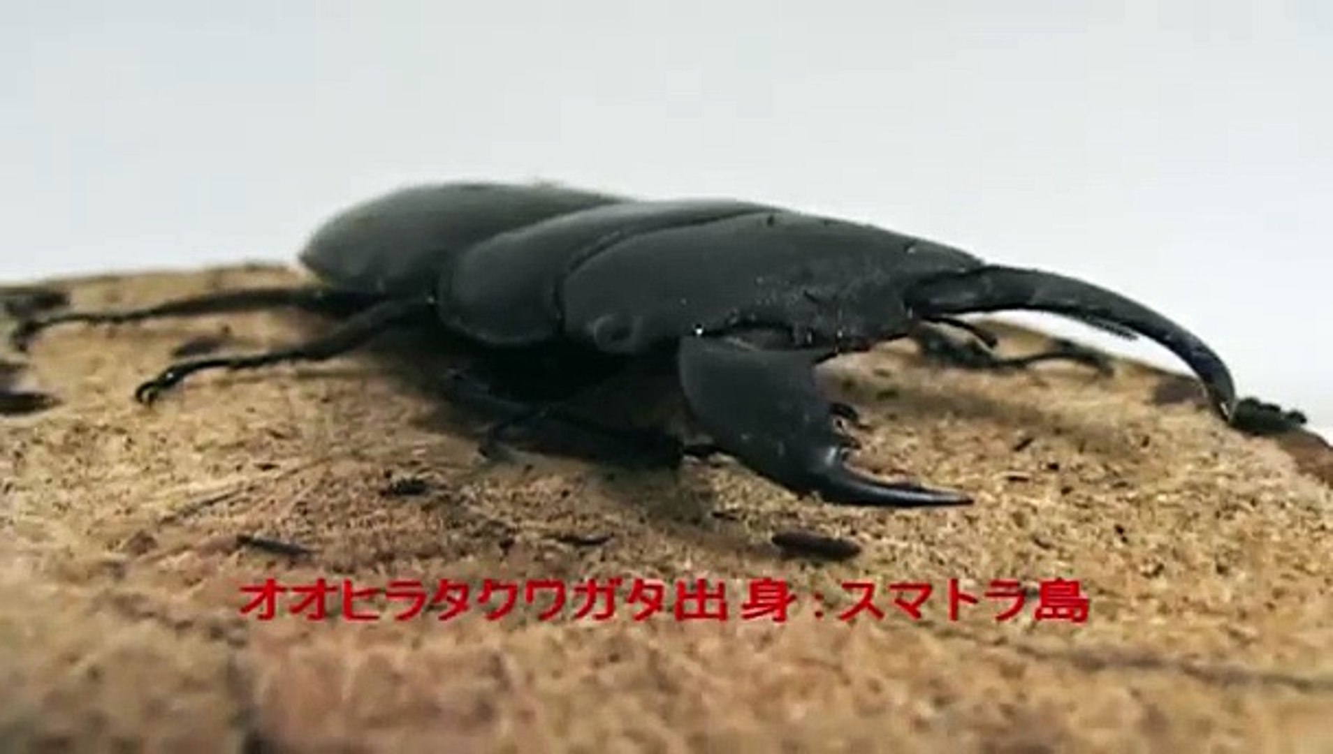 国産オオクワガタvsスマトラオオヒラタクワガタ Video Dailymotion