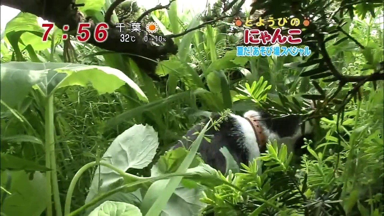 どようびのにゃんこ　夏だ！あそび場スペシャル