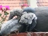 Wood pigeon father feeds his 11-day-old baby squab - Constant feeds Hope