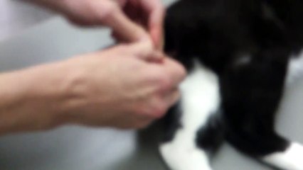 Castrating a cat!