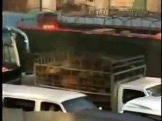 China's cruel dog and cat fur industry - sign Petition to help them!!