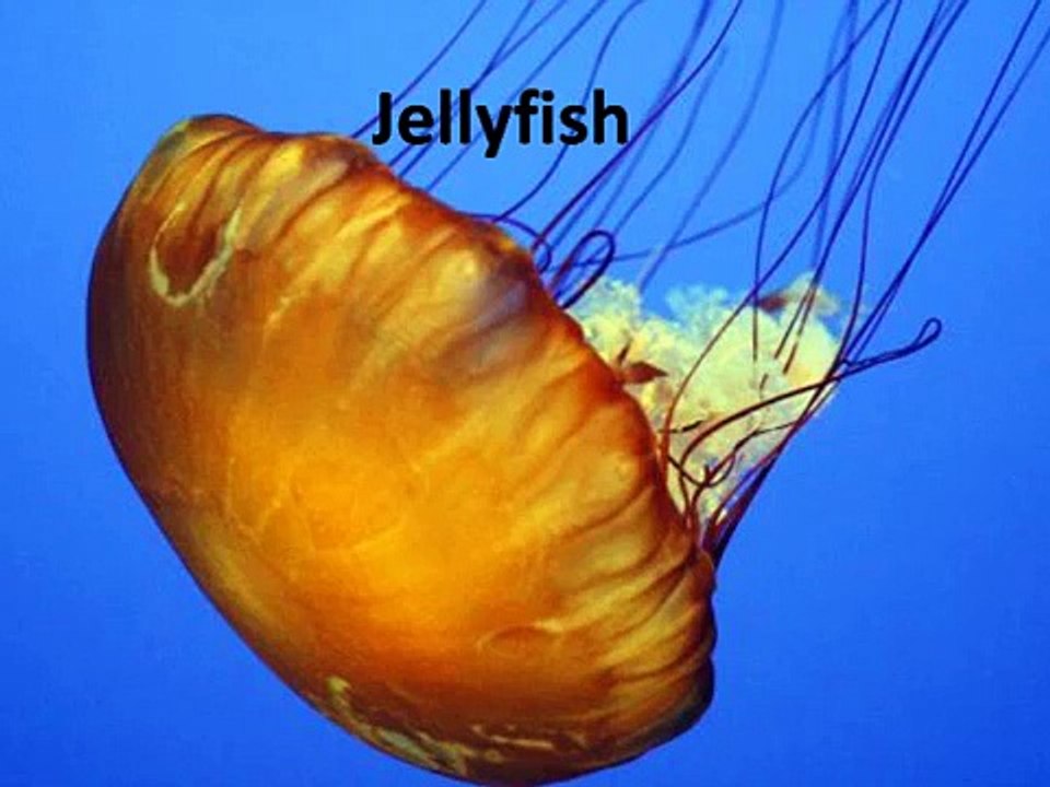 The Top Ten Most Dangerous Animals In The World