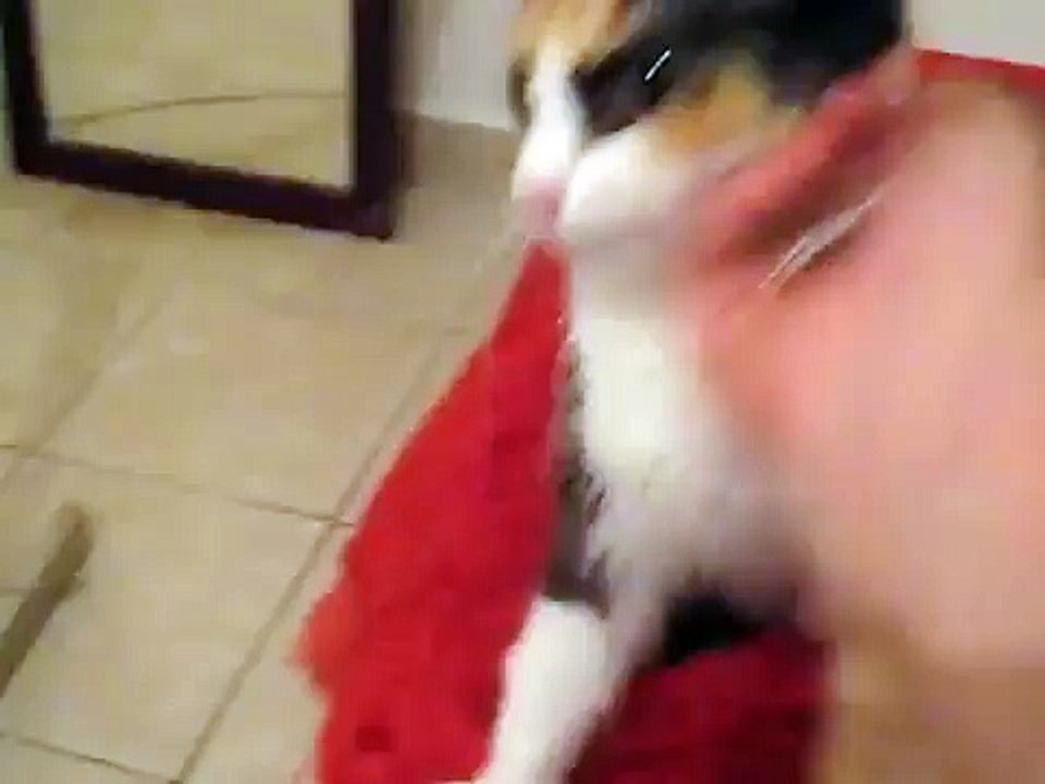 Mi gata Lara jugando como un perro. ( Lara play...