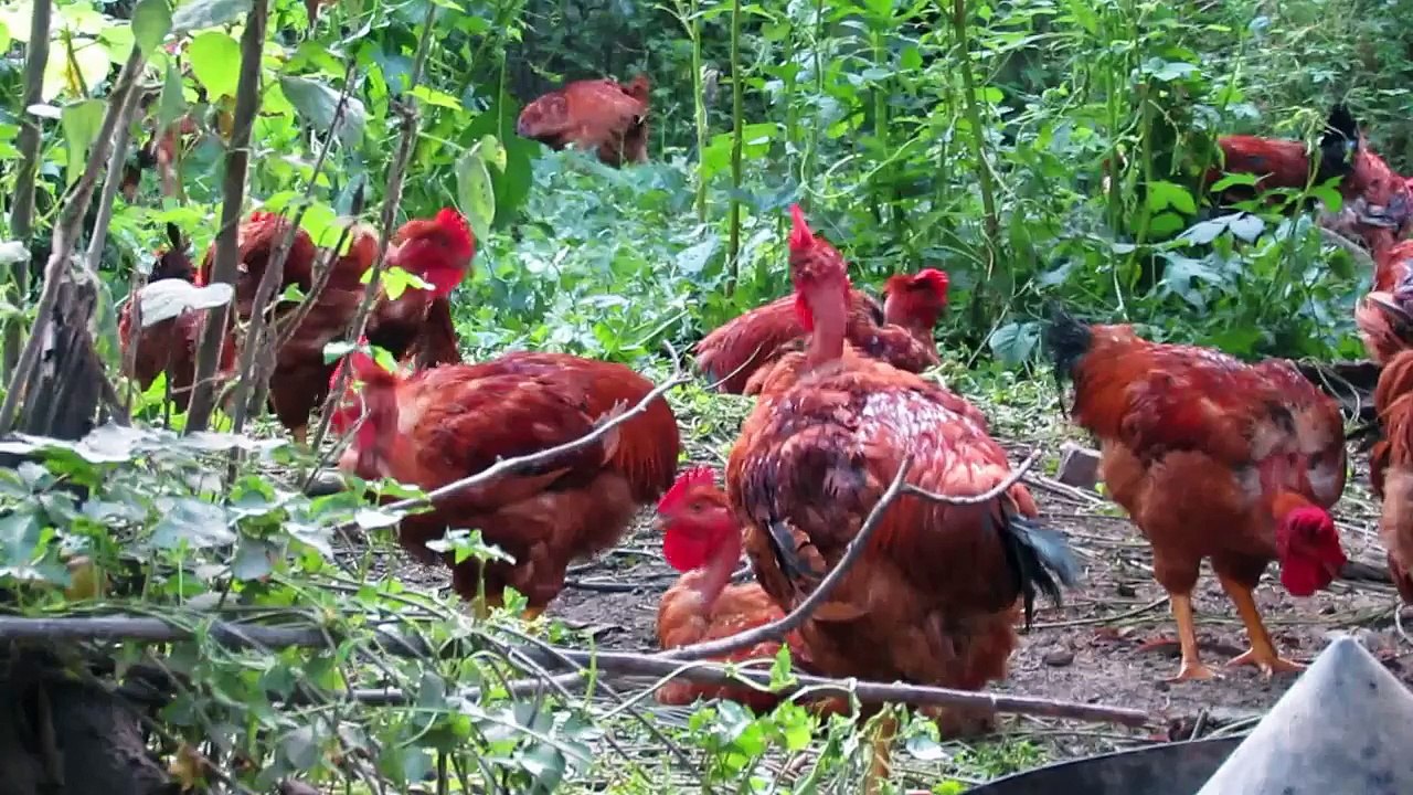 廣泰野山雞--放牧珍珠公雞--苗栗客家佳餚