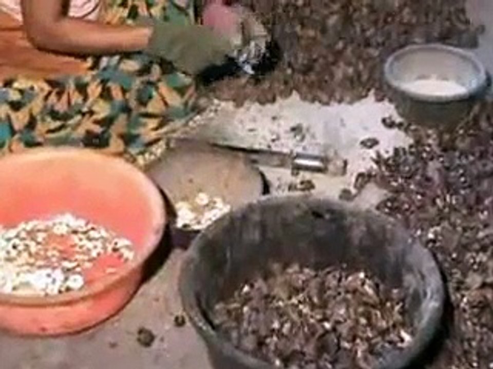 Cashew Extraction Machine- Buddhi Industries-Sri Lanka