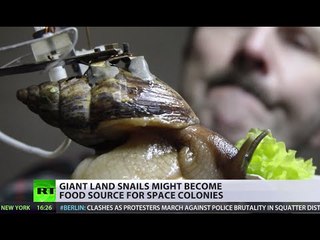 Martian Cuisine: Giant snails could feed first Mars colonists