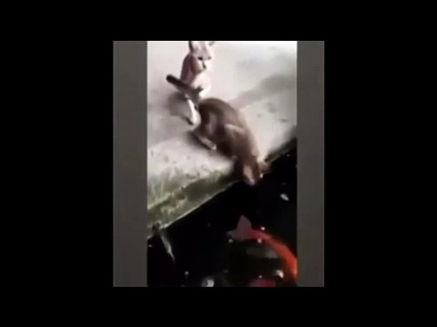 The Cat - When the Hunter becomes hunted