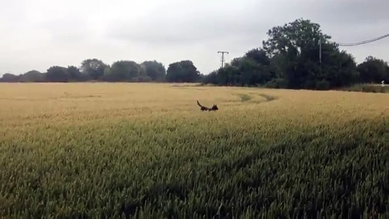 Le chien qui se prenait pour un kangourou !