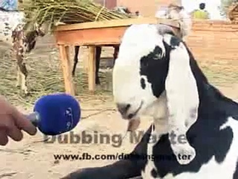 Funny Dubbing