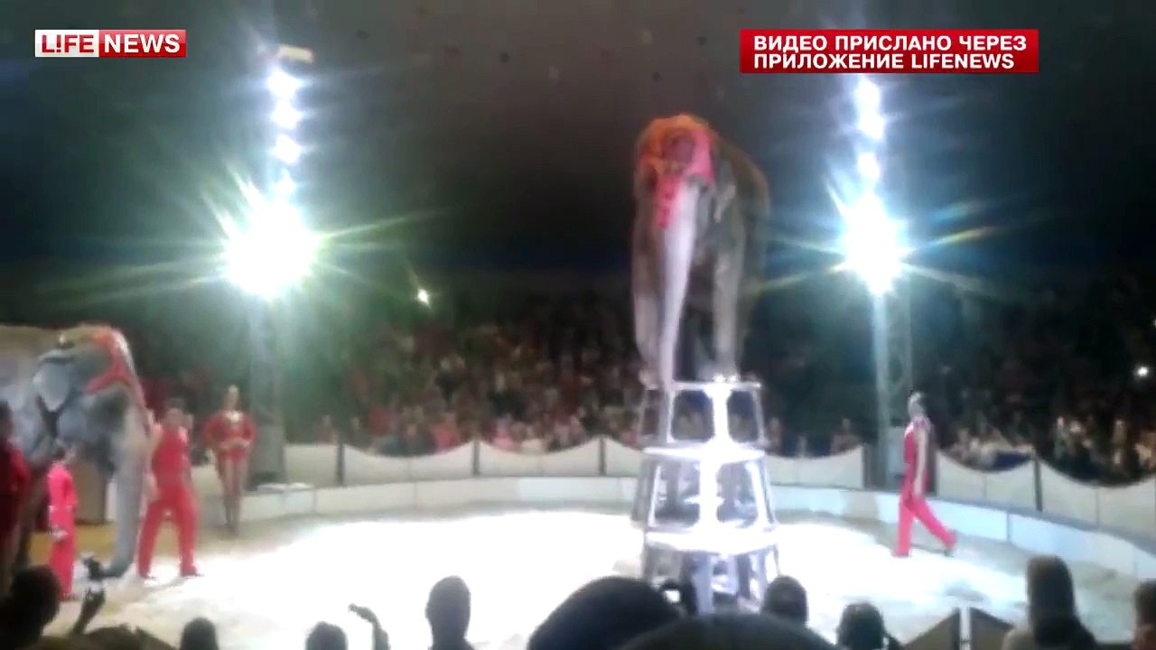 Circus Elephants rush