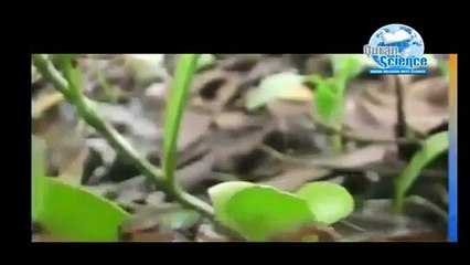 Islamic Videos- Miracle Of Quran Discussion With Each Other