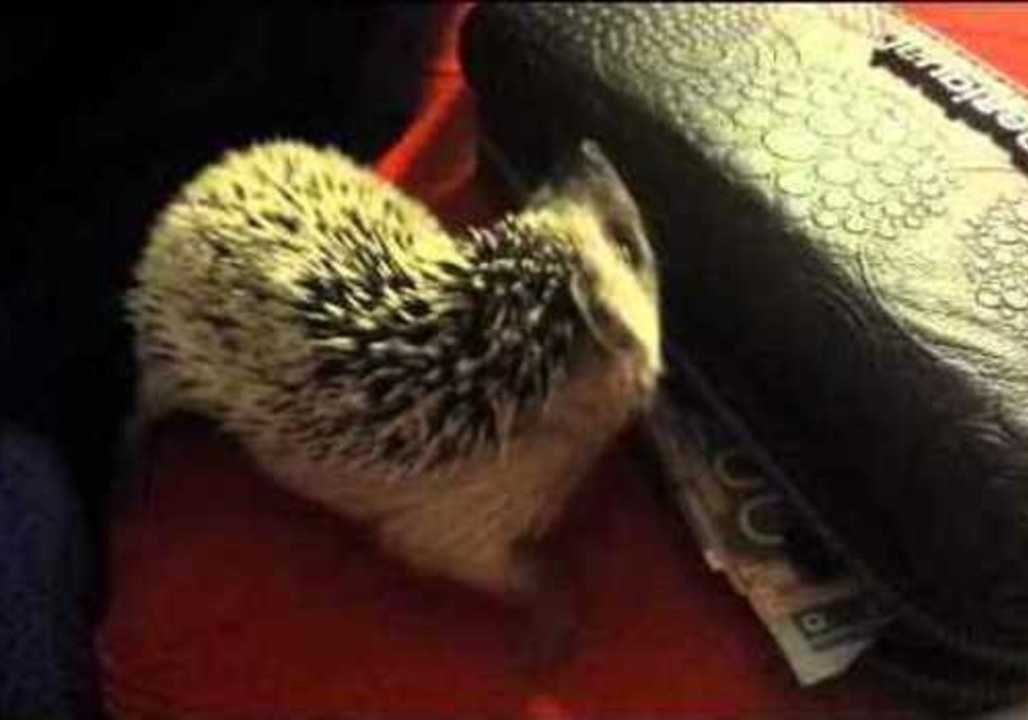 Thieving Hedgehog Targets Wallet