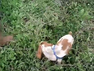 Addestramento breton 3 mesi e mezzo