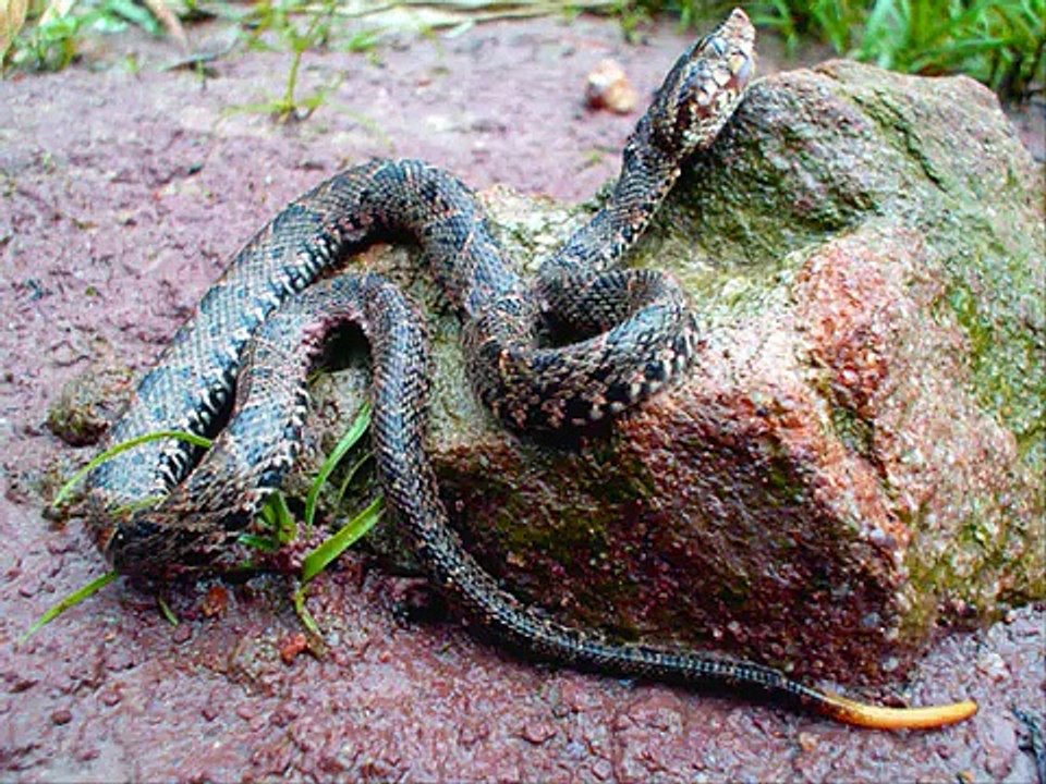 Species used for Crotalidae Polyvalent Immune Fab