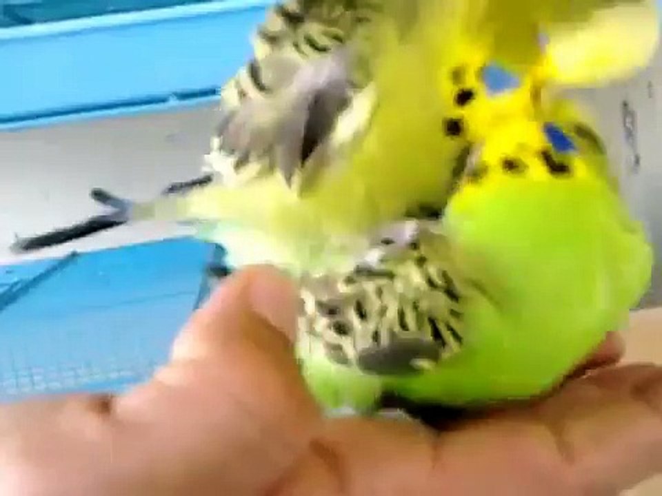 Muhabbet Kuşu, Muhabbet Kuşu Çiftleşmesi, Muhabbet Kuşu Sesi (Süper Görüntüler) ✔