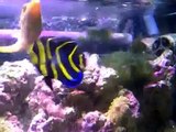 Finding Nemo Real Tank - Fish Feeding time. Salt water tank, shrimp walking upside down. Must See!