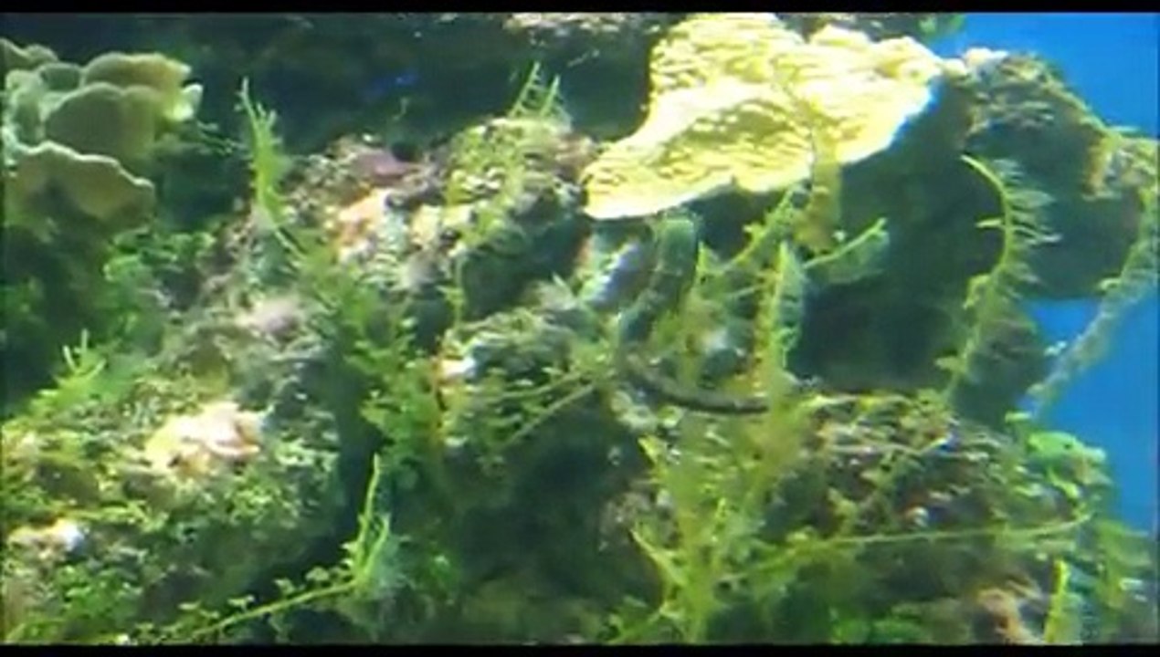 Zoo Animals! WildLife World Zoo/Phoenix Zoo