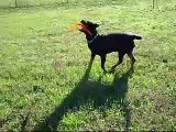 Rottweiler Laika e il suo boomerang