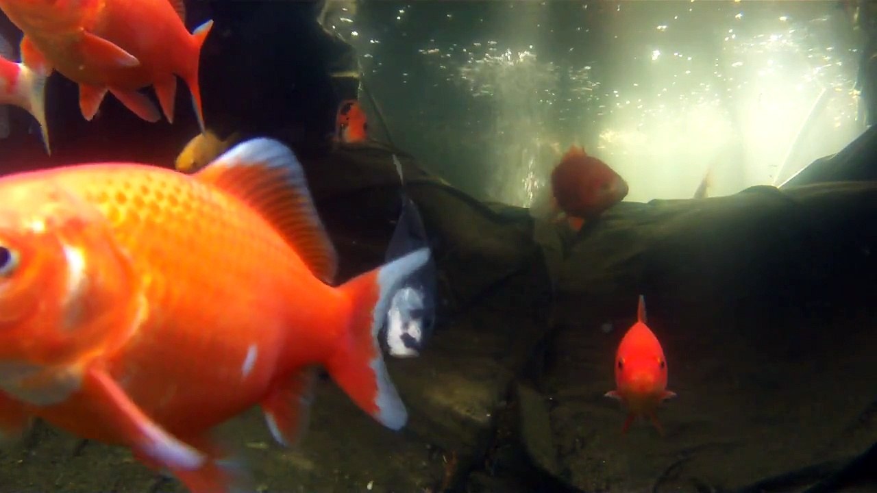 Underwater View of my Koi / Goldfish Pond
