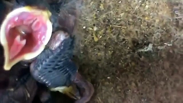 2 FILHOTES DE TRINCA FERRO MESTIÇO PANTANEIRO