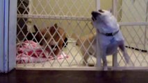 Tiny dog gets stuck and breaks fences trying to escape