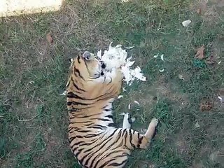 Tiger eating a chicken,
