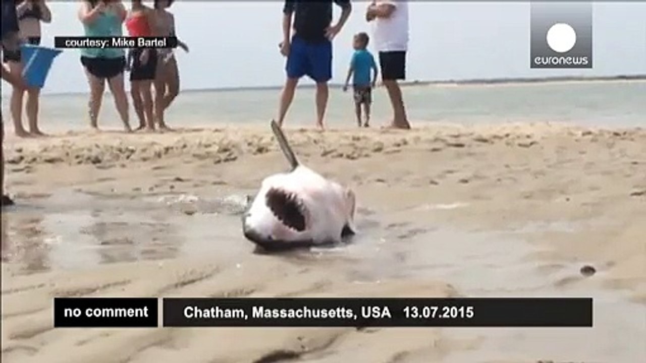 Beachgoers save stranded great white shark