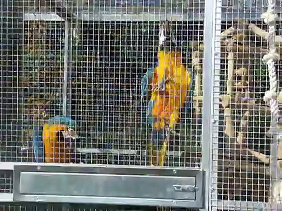 Ara Ararauna 1ère fois en volière