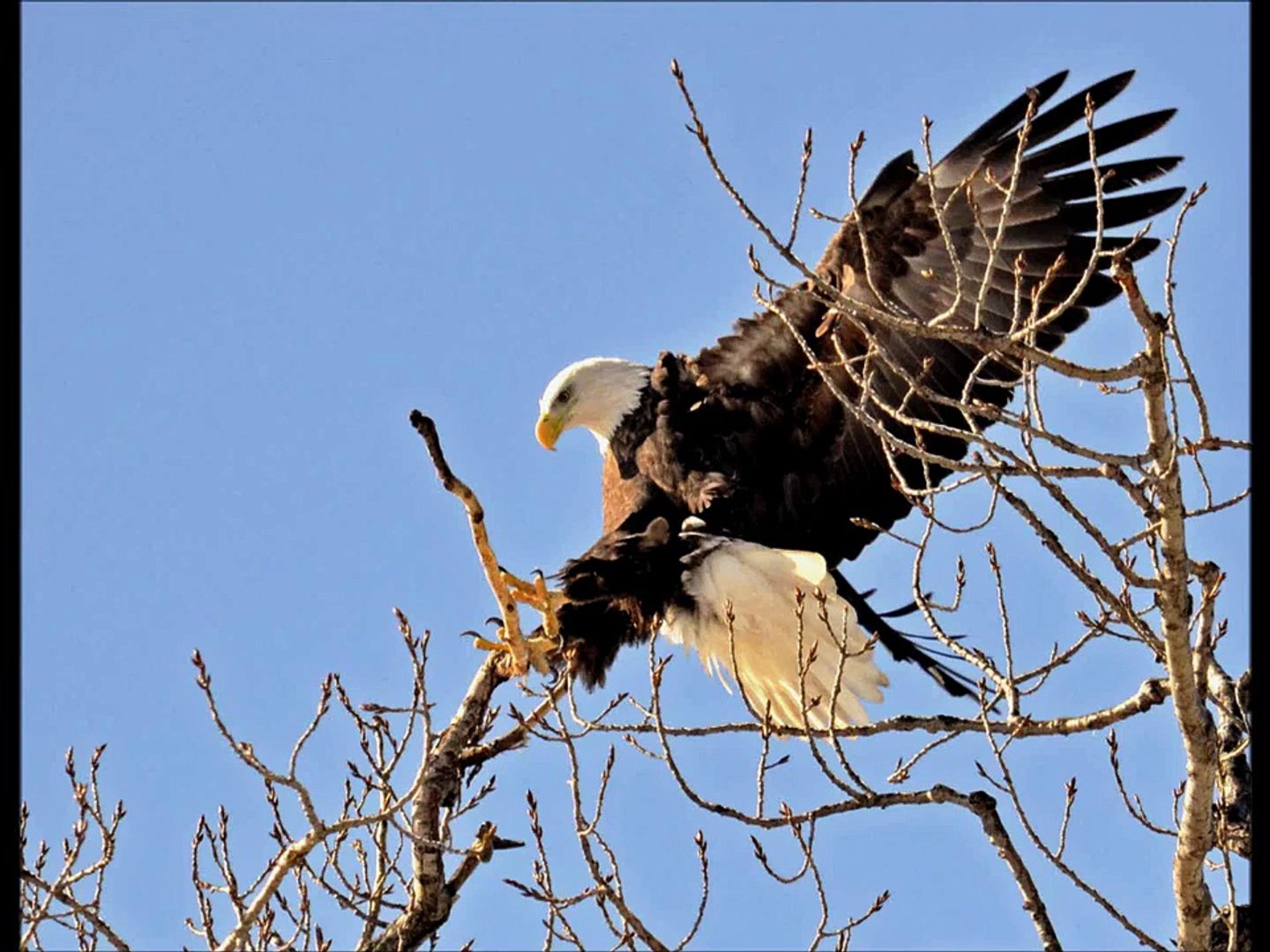 Bald Eagle catches a fish on Rock River
