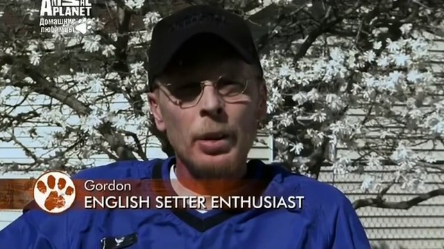 Английский сеттер, все породы собак, 101 dogs. Введение в собаковедение.