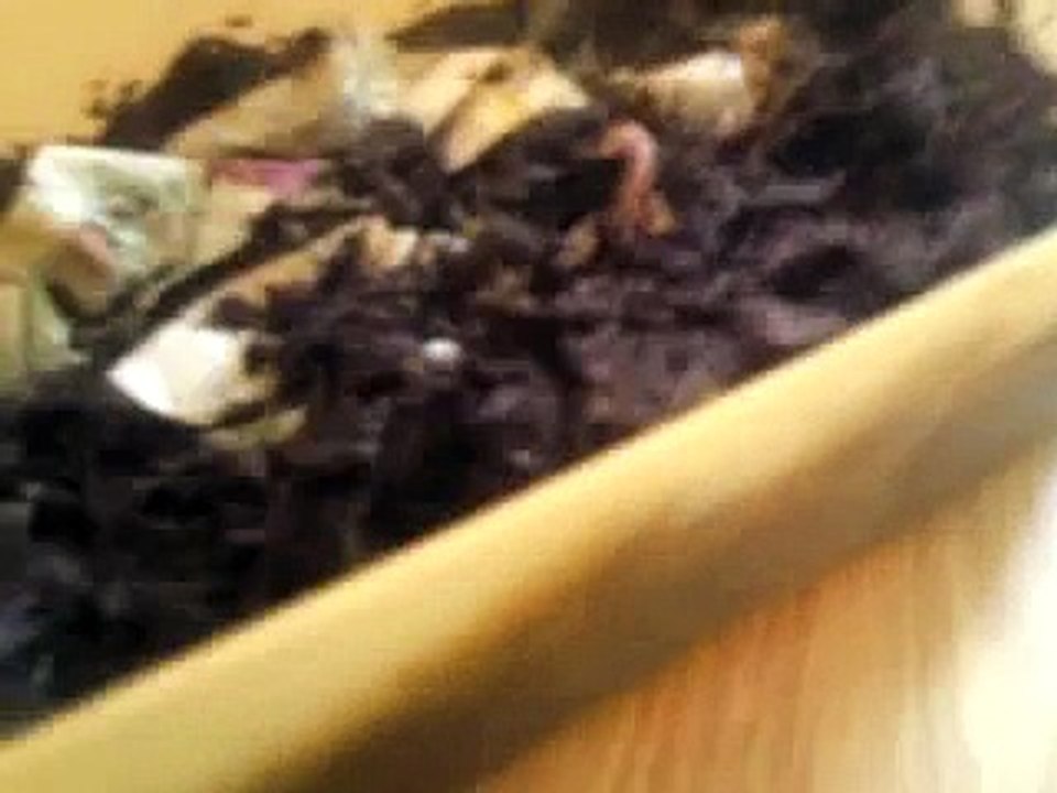 tuto#4:élevage de vers de terre(pour vos amphibiens)