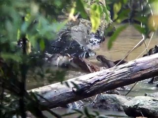 asian small-clawed otter