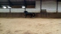 Dressage warmblood for sale