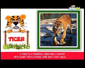 Learn About Wild Animals | Nursery Rhymes | Preschool | Kids | Kindergarten