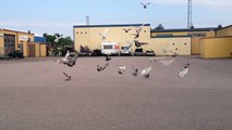 kaftar irani / Iranian high flyer pigeons 2014