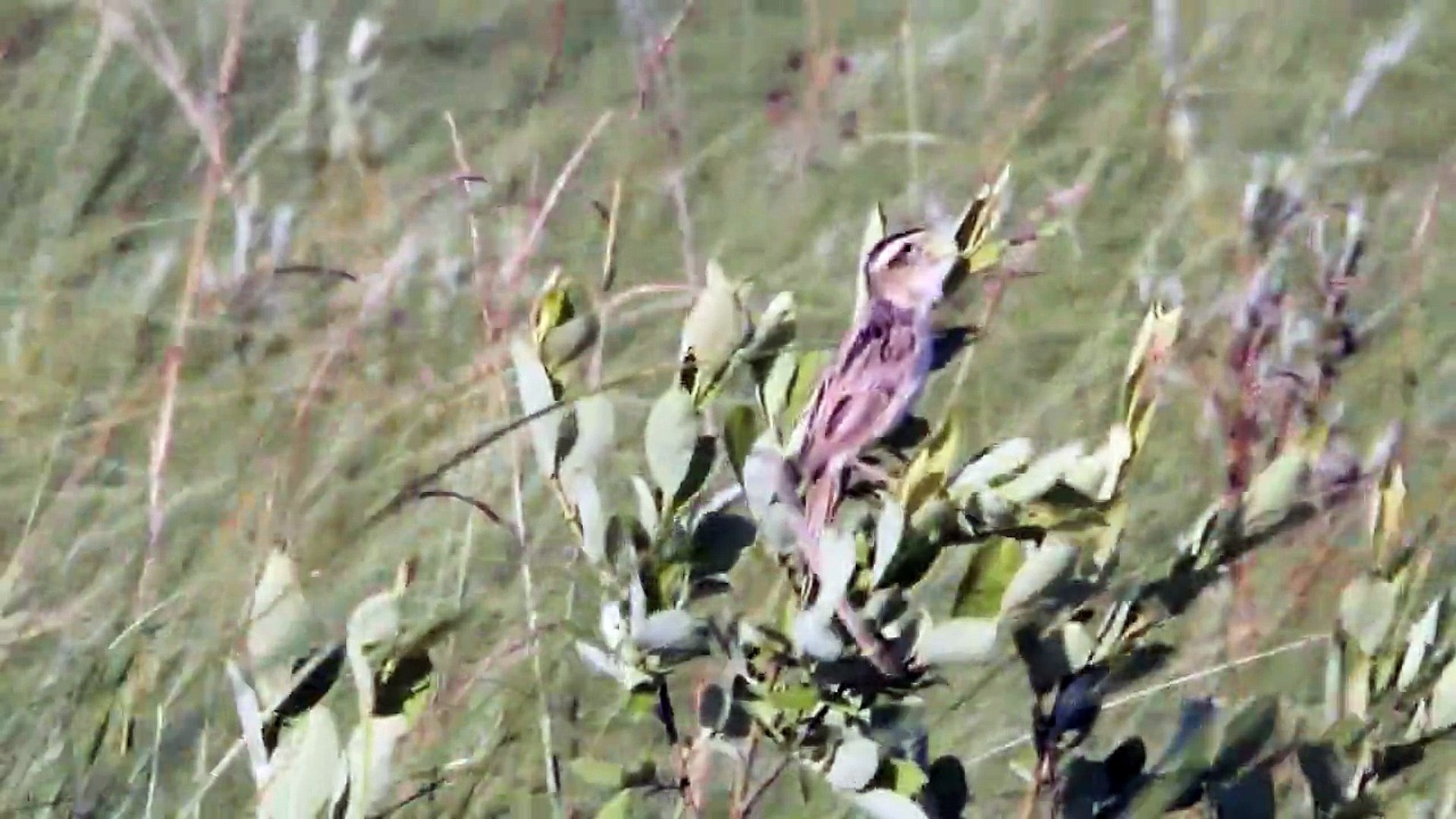 Aquatic Warbler