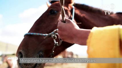 Mongolian child jockeys mount up at Naadam festival