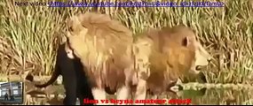 Lions Vs Hyenas Brutal War National Geographic Lions Documentary