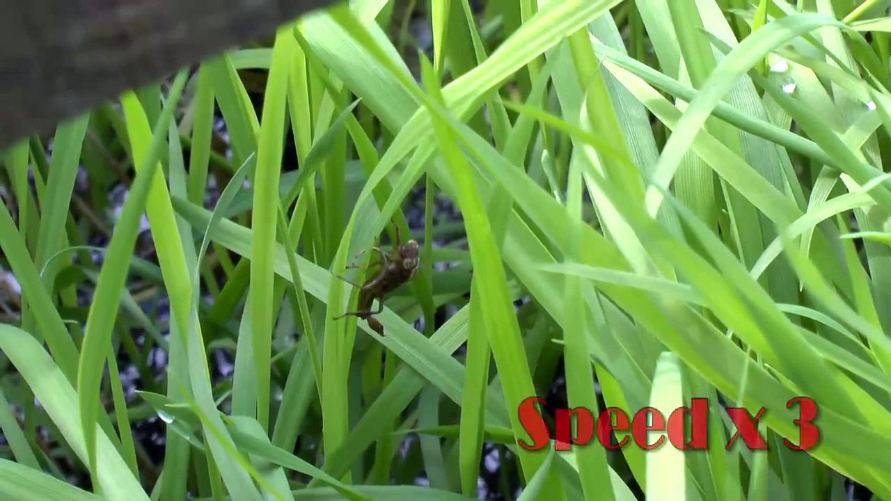Large Red Damselfly Emerging