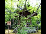 Asia Travel Golden Pavilion Temple Zen Garden Kyoto