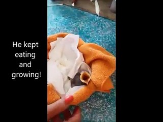 Le parcours aventureux d'un étourneau sansonnet de sa naissance à sa première année