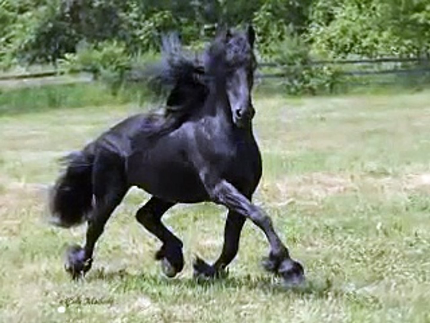 ⁣Friesian Stallion Anne 340