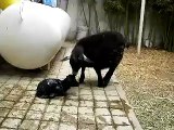 GRANJA LAS GOLONDRINAS MARGARITAS CAMALU Cabrita pigmea recien nacida. New born Pygmy Goat