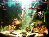 Akwarium i rybki