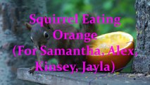 Red Squirrel Eating Orange
