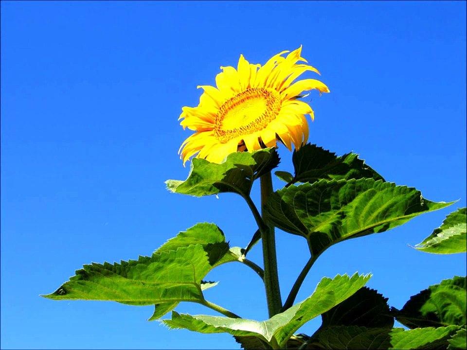 Antonio Vivaldi - L'Estate / L'Été / The Summer